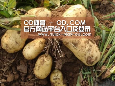种植基地六